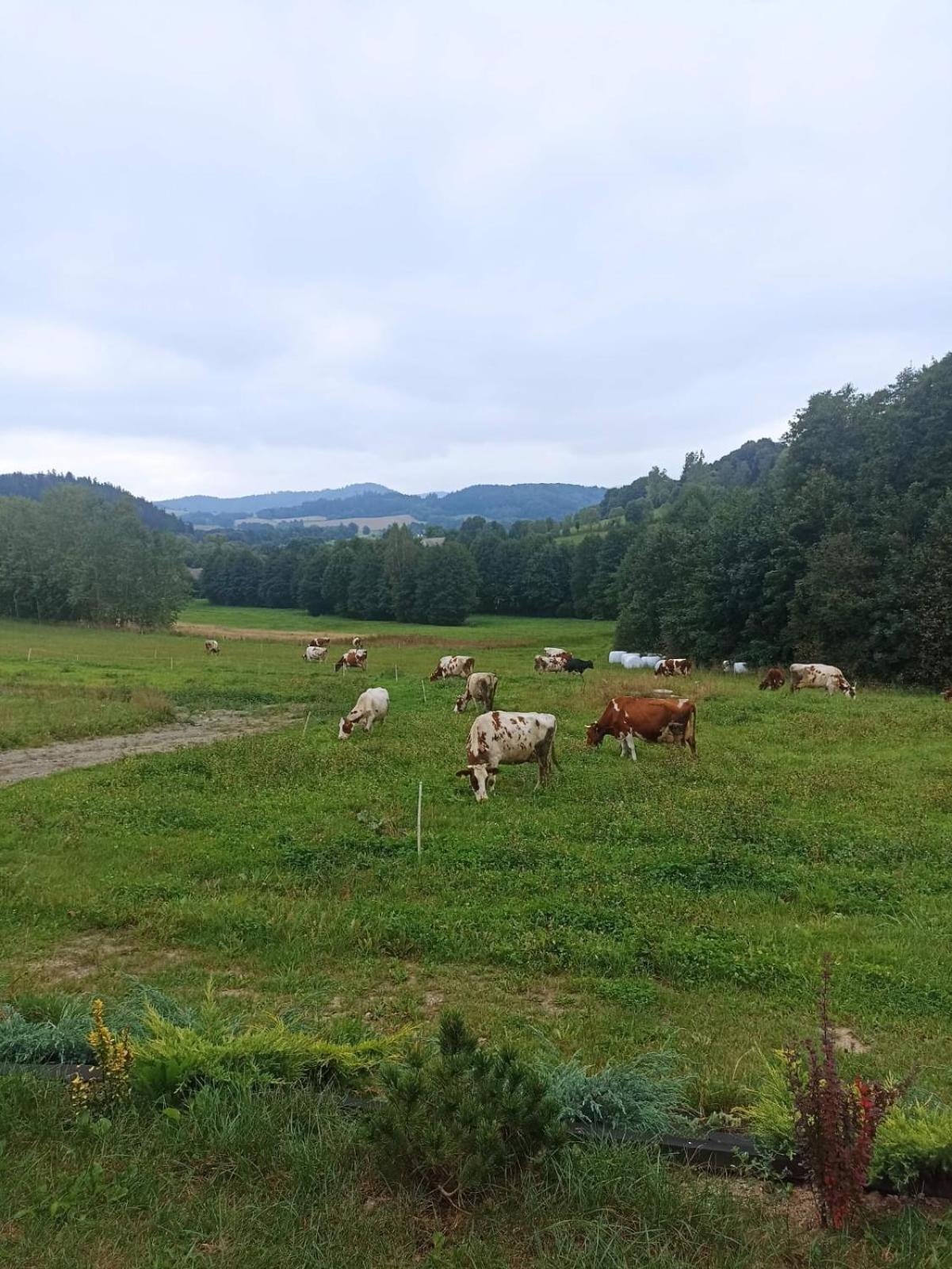 Maraska Holiday House Kamienna Gora Zewnętrze zdjęcie